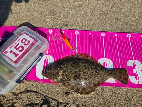 ヒラメの釣果