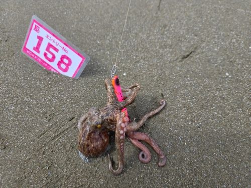 タコの釣果