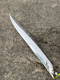 タチウオの釣果