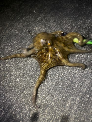 タコの釣果