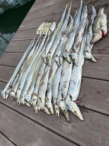 タチウオの釣果