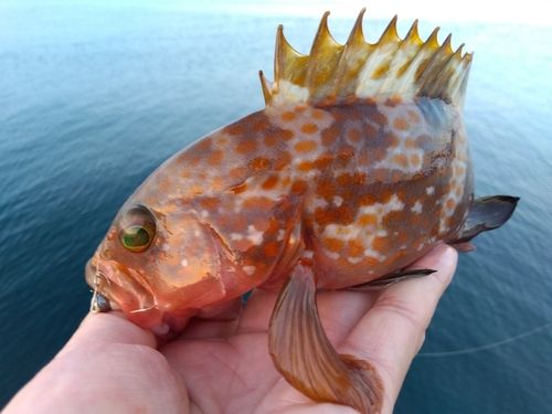 キジハタの釣果