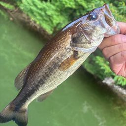 ラージマウスバス