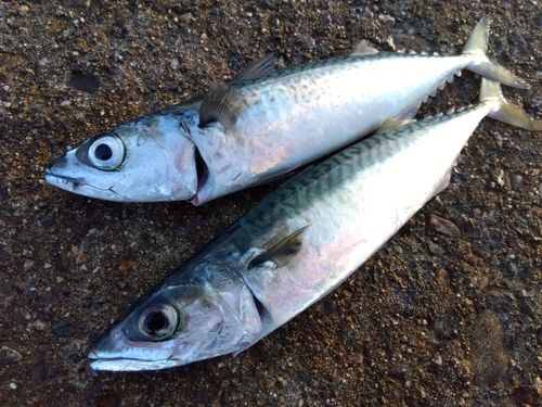 サバの釣果