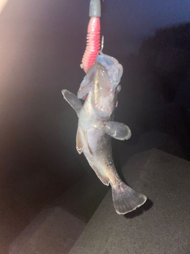 クロソイの釣果