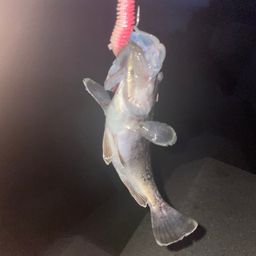 クロソイ