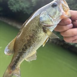 ラージマウスバス