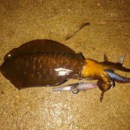 アオリイカ
