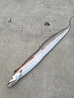 タチウオの釣果