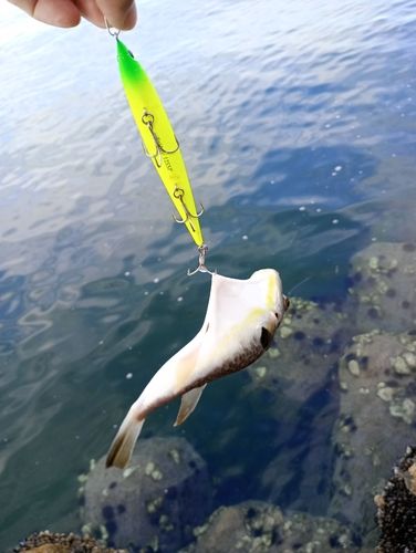 クサフグの釣果