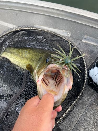ラージマウスバスの釣果