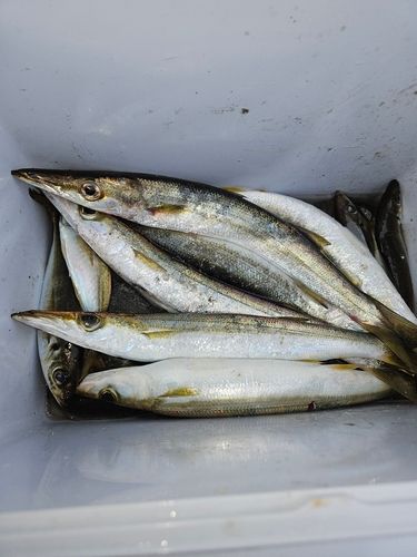 アカカマスの釣果