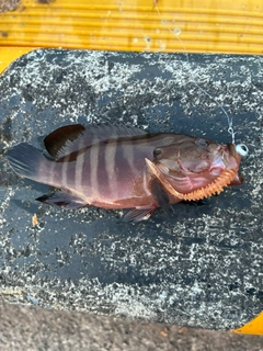 ヤミハタの釣果