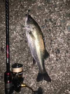 セイゴ（マルスズキ）の釣果