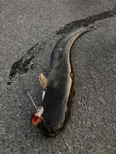 ナマズの釣果