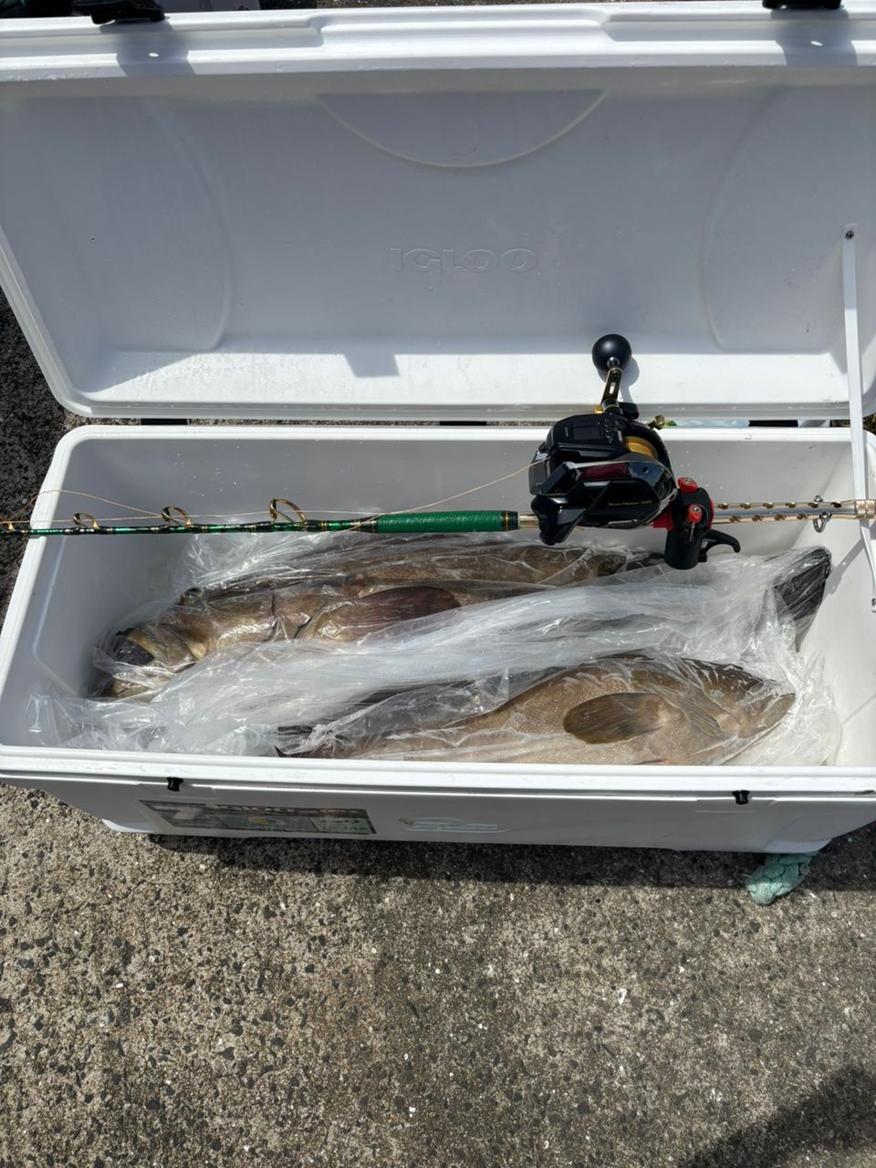 Guest69177430さんの釣果 1枚目の画像