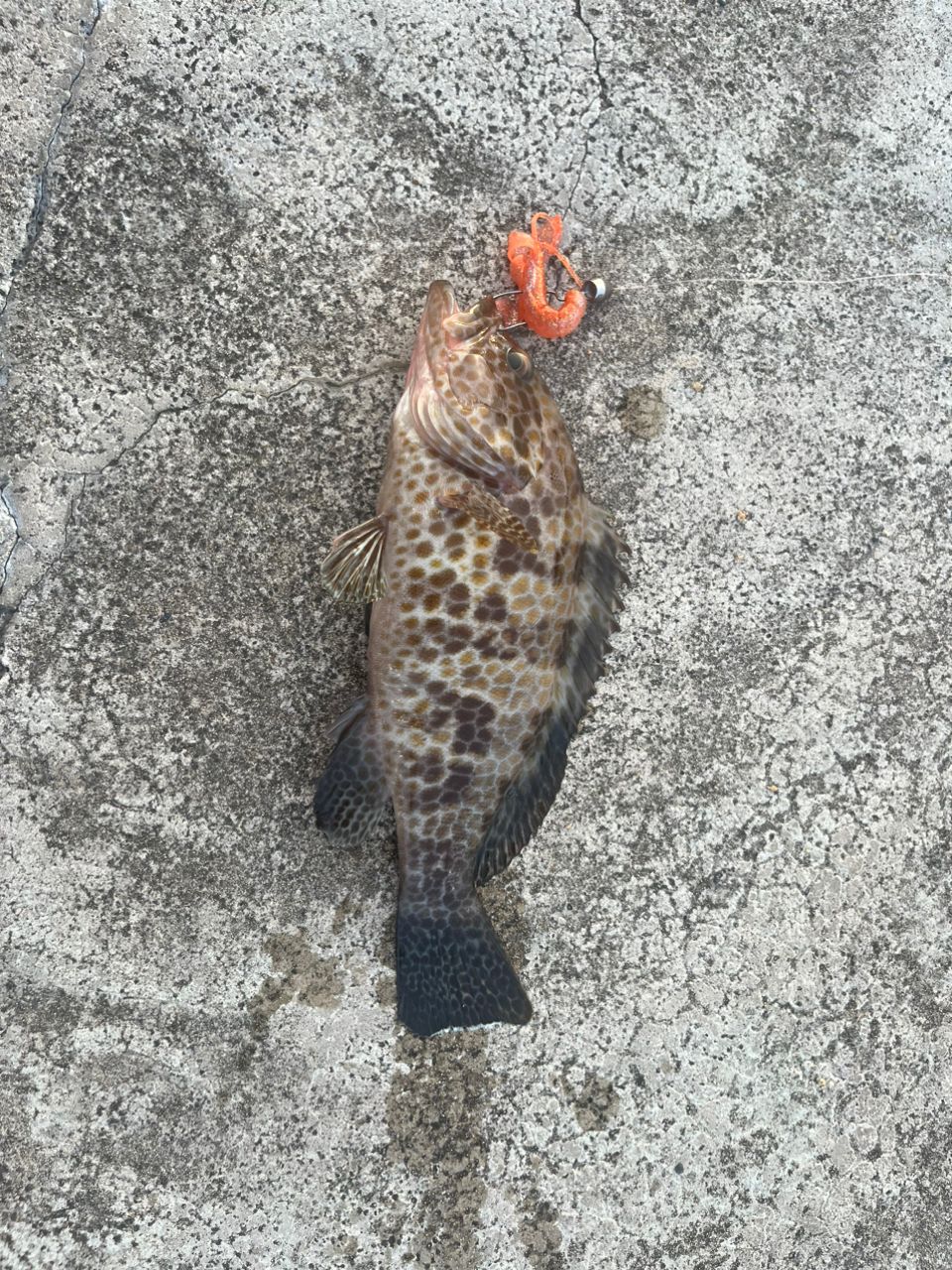 オオモンハタ