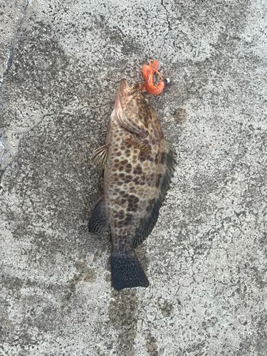 オオモンハタの釣果