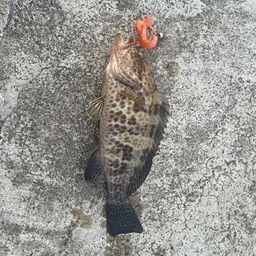 オオモンハタ