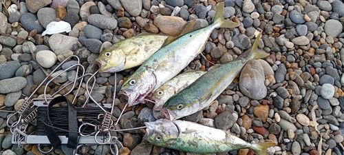 ワカシの釣果