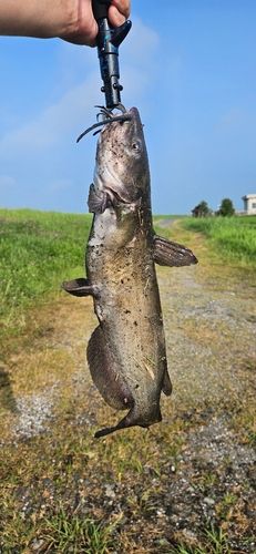 アメリカンキャットフィッシュの釣果