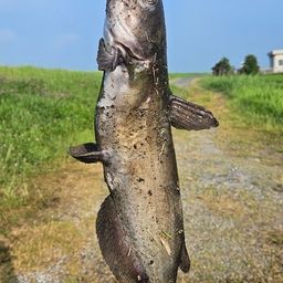 アメリカンキャットフィッシュ