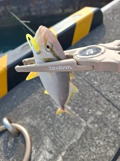 カンパチの釣果