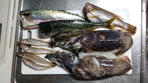サバの釣果