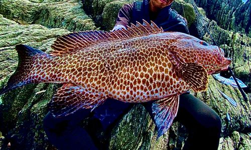 オオモンハタの釣果