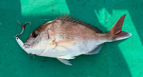 タイの釣果