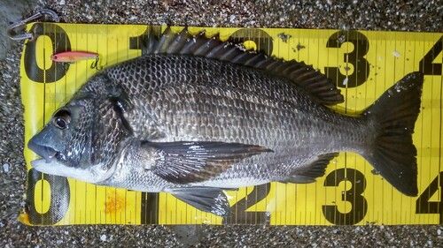 クロダイの釣果