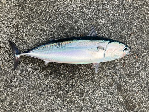 マルソウダの釣果