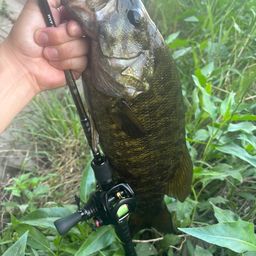 スモールマウスバス