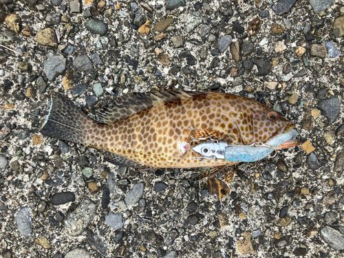 オオモンハタの釣果