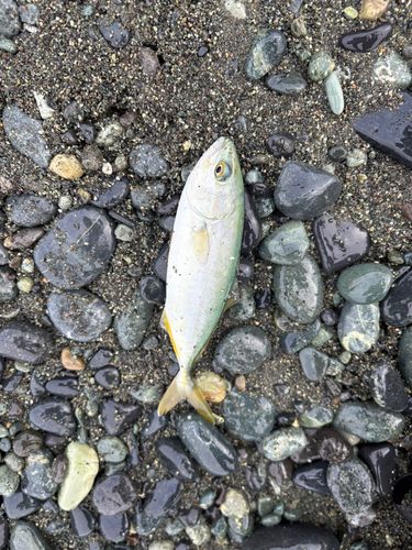 ワカシの釣果