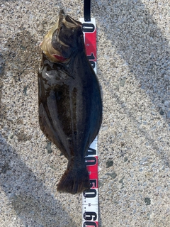 ヒラメの釣果
