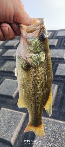 ブラックバスの釣果