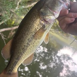 ラージマウスバス