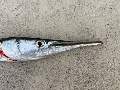 ダツの釣果