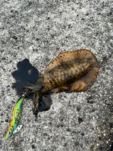 アオリイカの釣果