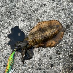 アオリイカ
