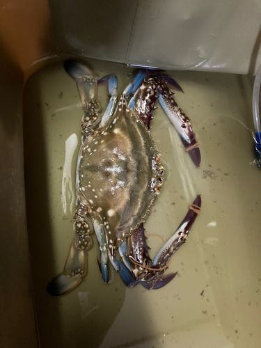 ワタリガニの釣果