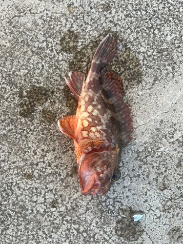 アラカブの釣果