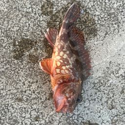 アラカブ
