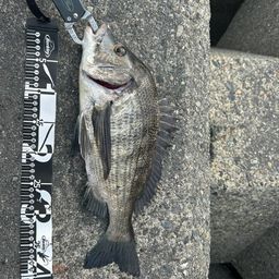 クロダイ
