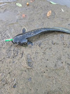 ナマズの釣果