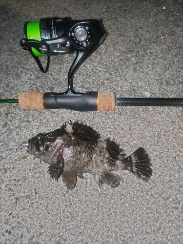 ムラソイの釣果