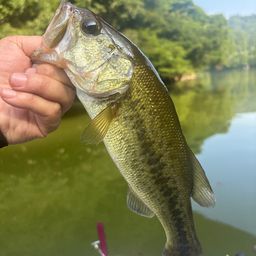 ラージマウスバス