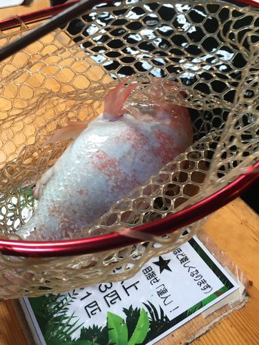 アルビノニジマスの釣果