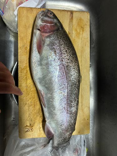 レインボートラウトの釣果